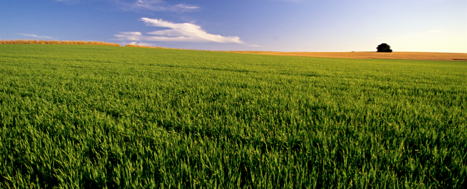 plantação-agricola