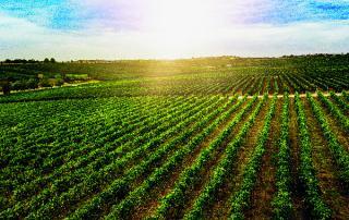 como funciona seguro agrícola