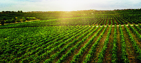 como funciona seguro agrícola